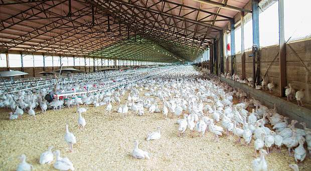 Бизнес украинцев в Европе: Perutnina Ptuj после покупки МХП