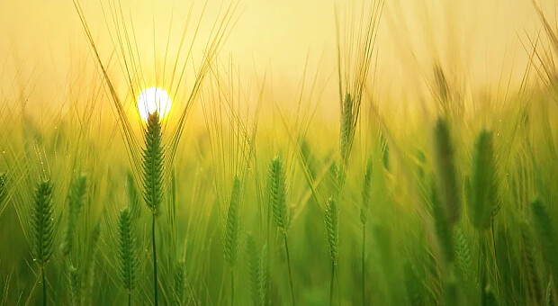 Пшеница и ячмень из Украины подскочили в цене