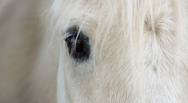 Сучасні ковбої: як навчити дитину верховій їзді
