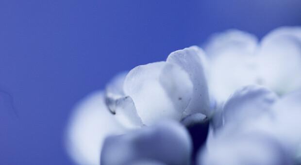 Топ-5 очищувачів повітря: який обрати