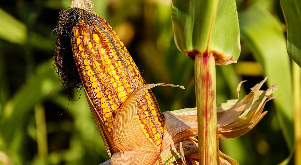 Украина начнет беспошлинные поставки кукурузы в Евросоюз после резкого скачка цен